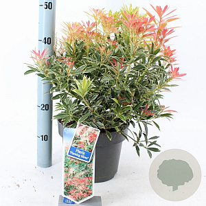 Pieris 'Flaming Silver' 25-35 cm 5,0L