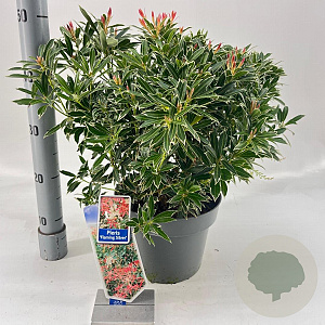 Pieris 'Flaming Silver' 25-35 cm 5,0L