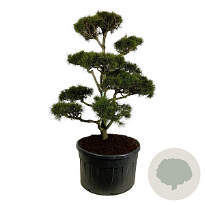 Pinus contorta 200-225 cm cont. 500L bonsai