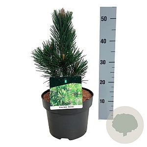Pinus heldreichii 'Malinki' 25-30 cm
