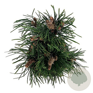 Pinus heldreichii 'Satellit' 30-40 cm 4,5L