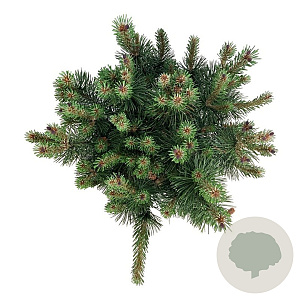 Pinus mugo 'Green Column' 40-50 cm 15L