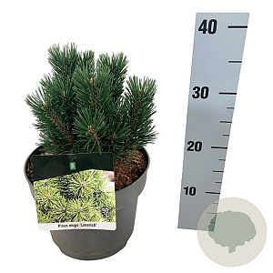 Pinus mugo 'Limerick' 15-20 cm