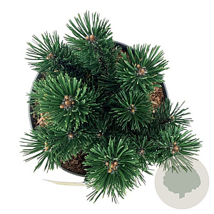 Pinus mugo 'Limerick' 15-20 cm