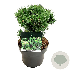 Pinus mugo 'Mumpitz' 20-25 cm