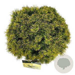 Pinus mugo 'Ophir' 40-50 cm 30L extra