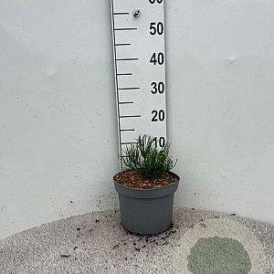 Pinus mugo pumilio 5-10 cm 5,0L