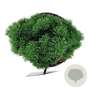 Pinus mugo 'Sherwood Compact' 15-20 cm