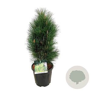 Pinus nigra 'Green Tower' 60-80 cm 15L