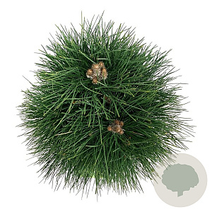 Pinus nigra 'Green Tower' 60-80 cm 15L