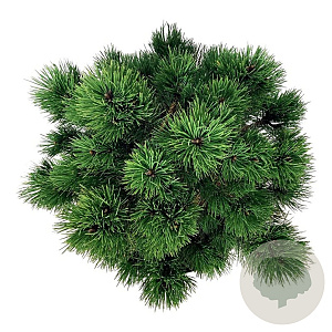 Pinus nigra 'Nana' 40-50 cm 30L extra