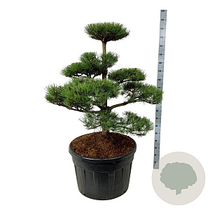 Pinus nigra nigra 100-125 cm cont. 180L bonsai