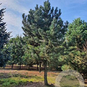 Pinus nigra nigra 50-60 HO draadkluit