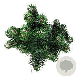 Pinus nigra 'Oregon Green' 30-40 cm 4,5L