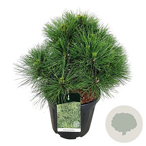Pinus nigra 'Spielberg' 50-60 cm 30L extra