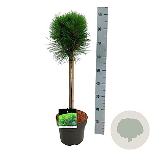 Pinus nigra Summer Breeze 40 cm stam 5,0L