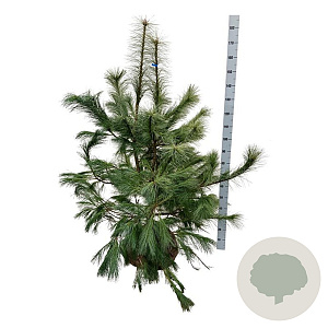 Pinus strobus 125-150 cm met kluit extra