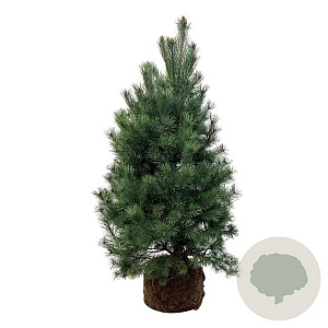Pinus sylvestris 150-175 cm draadkluit extra