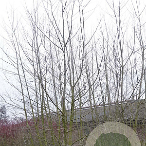 Populus alba 600-700 cm draadkluit meerstammig