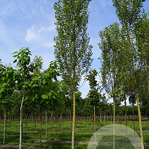 Populus nigra 'Italica' 25-30 HO draadkluit
