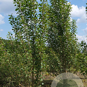 Populus nigra 'Italica' 35-40 HO draadkluit geveerd