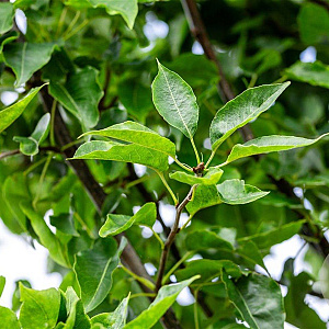 Pyrus calleryana 'Redspire' 14-16 HO draadkluit