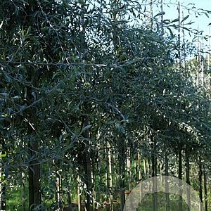 Pyrus salicifolia 'Pendula' 10-12 HO draadkluit