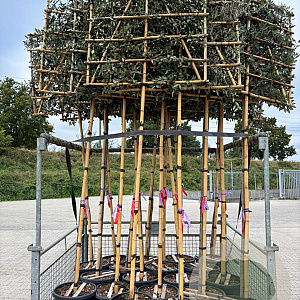 Quercus ilex 6-8 HO 10L Leivorm 180 cm stam