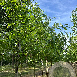 Quercus imbricaria 12-14 HO draadkluit