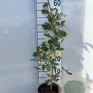 Quercus robur 40-60 cm 2,0L
