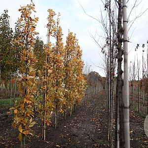Quercus warei Regal Prince 12-14 HO draadkluit geveerd