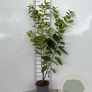 Rhamnus cathartica 60-80 cm 2,0L