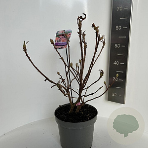 Rhododendron (AK) 'Berryrose' 40-50 cm 5,0L