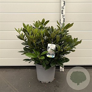 Rhododendron 'Cunningham's White' 40 cm 7,5L