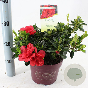 Rhododendron Encore Autumn Fire 25-30 cm 3,0L