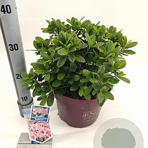 Rhododendron Encore Sunburst 30-35 cm 5,0L