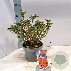Rhododendron (AJ) Geisha Orange 20-25 cm 3,0L