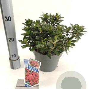 Rhododendron (AJ) Geisha Red 20-25 cm 3,0L