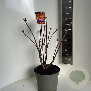 Rhododendron (AK) 'Golden Eagle' 40-50 cm 5,0L