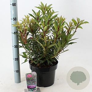 Rhododendron (AP) 'Graziella' 30-40 cm 5,0L