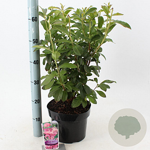 Rhododendron (AV) 'Jolie Madame' 30-40 cm 5,0L