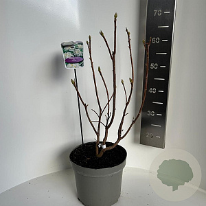 Rhododendron (AK) 'Persil' 40-50 cm 5,0L