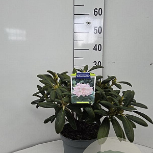 Rhododendron (Y) 'Schneewolke' 25-30 cm 5,0L