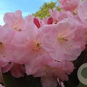 Rhododendron 'Stella' GM P9