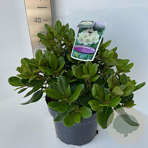 Rhododendron (Y) 'Volker' 30-40 cm 5,0L