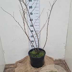 Ribes uva-crispa 80-100 cm 12L