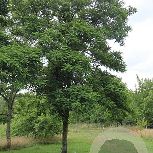 Robinia viscosa 8-10 HO draadkluit