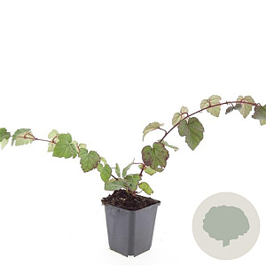 Rubus tricolor GM P9