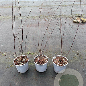 Salix repens nitida 40-60 cm 2,0L