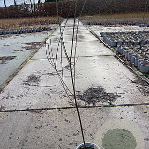 Salix repens nitida 80-100 cm 2,0L